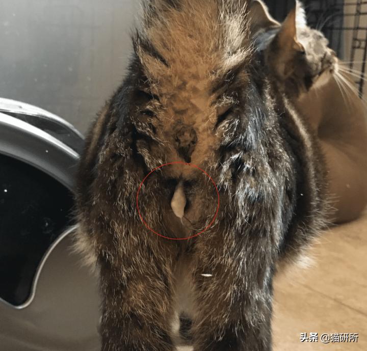 猫咪会长毛囊炎吗,猫咪会长老年斑吗