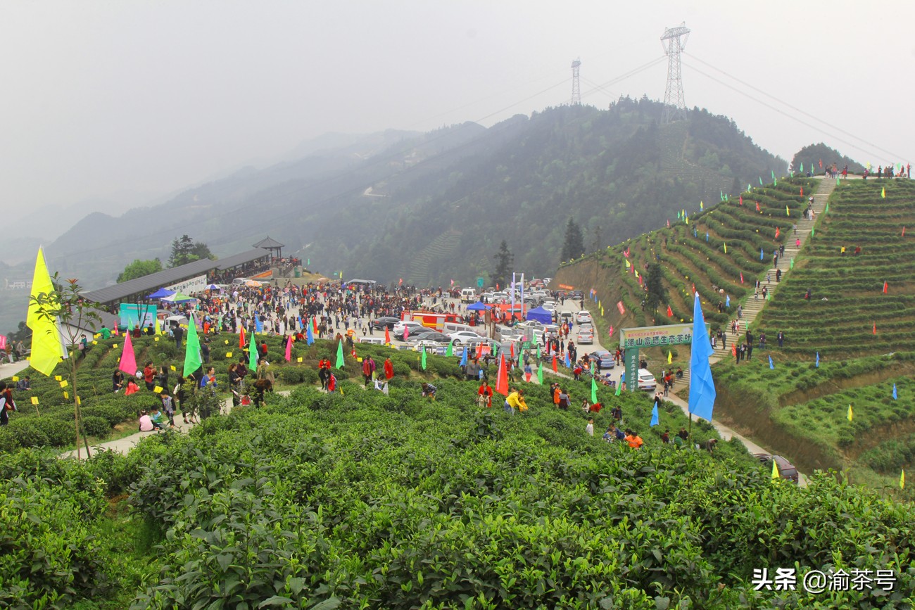 共谋茶产业的发展,茶产业发展简报