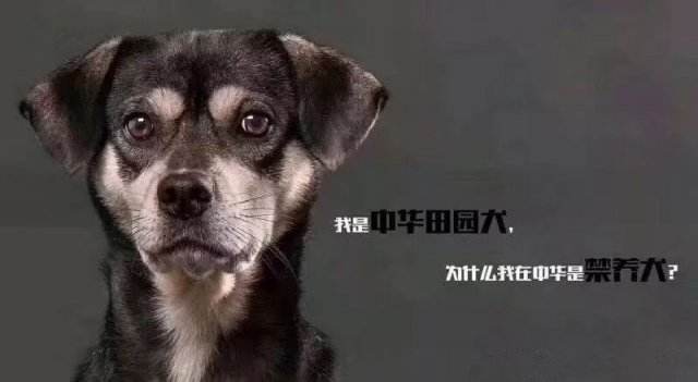 中华田园犬走进外国,中华田园犬走进千家万户
