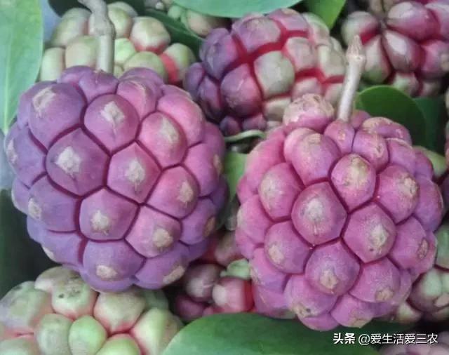 秋天田间成熟的野果,江西秋季野果