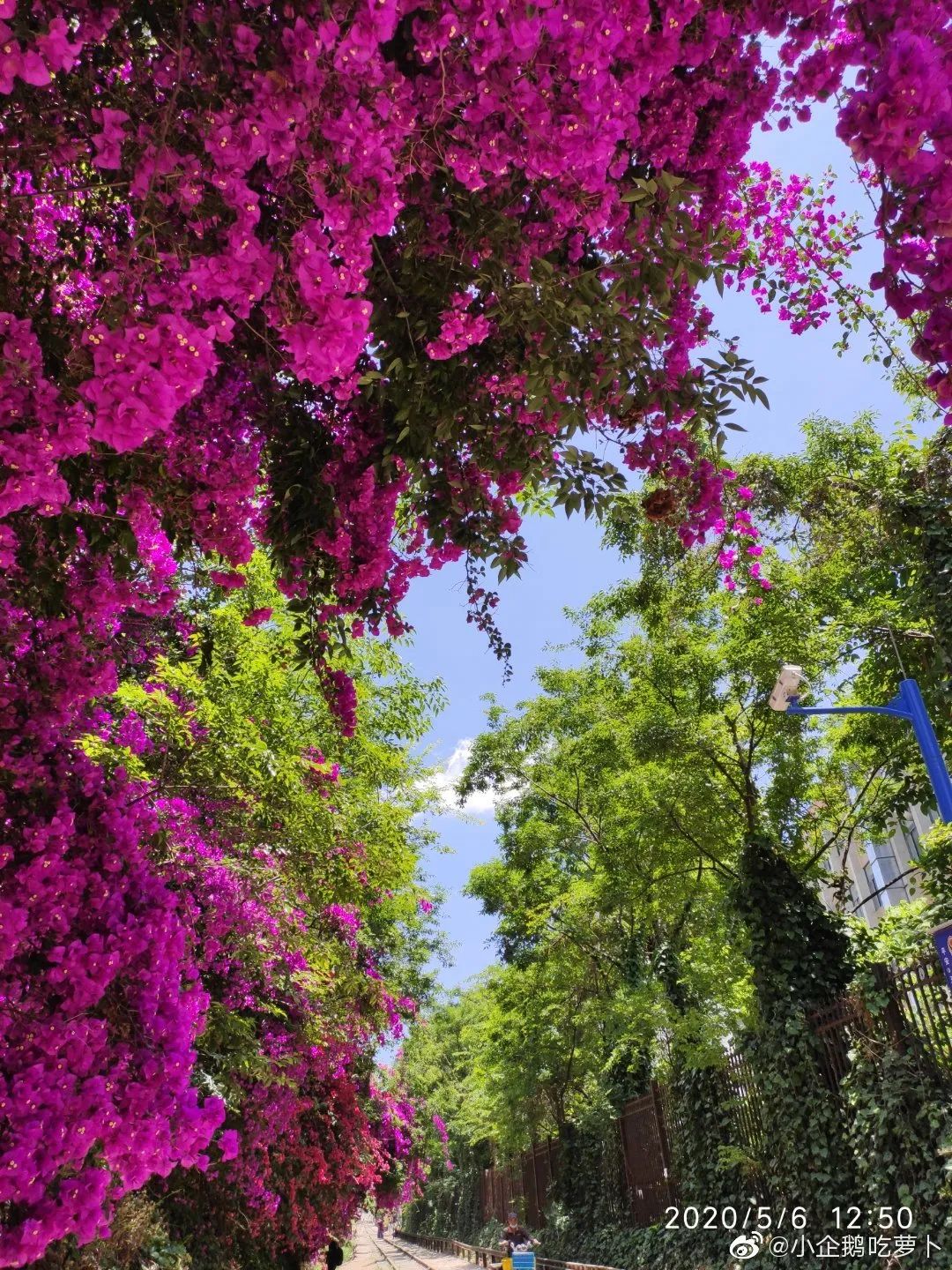 被大理丽江掩盖风头又怎样？它才是云南No.1！5月它太美了