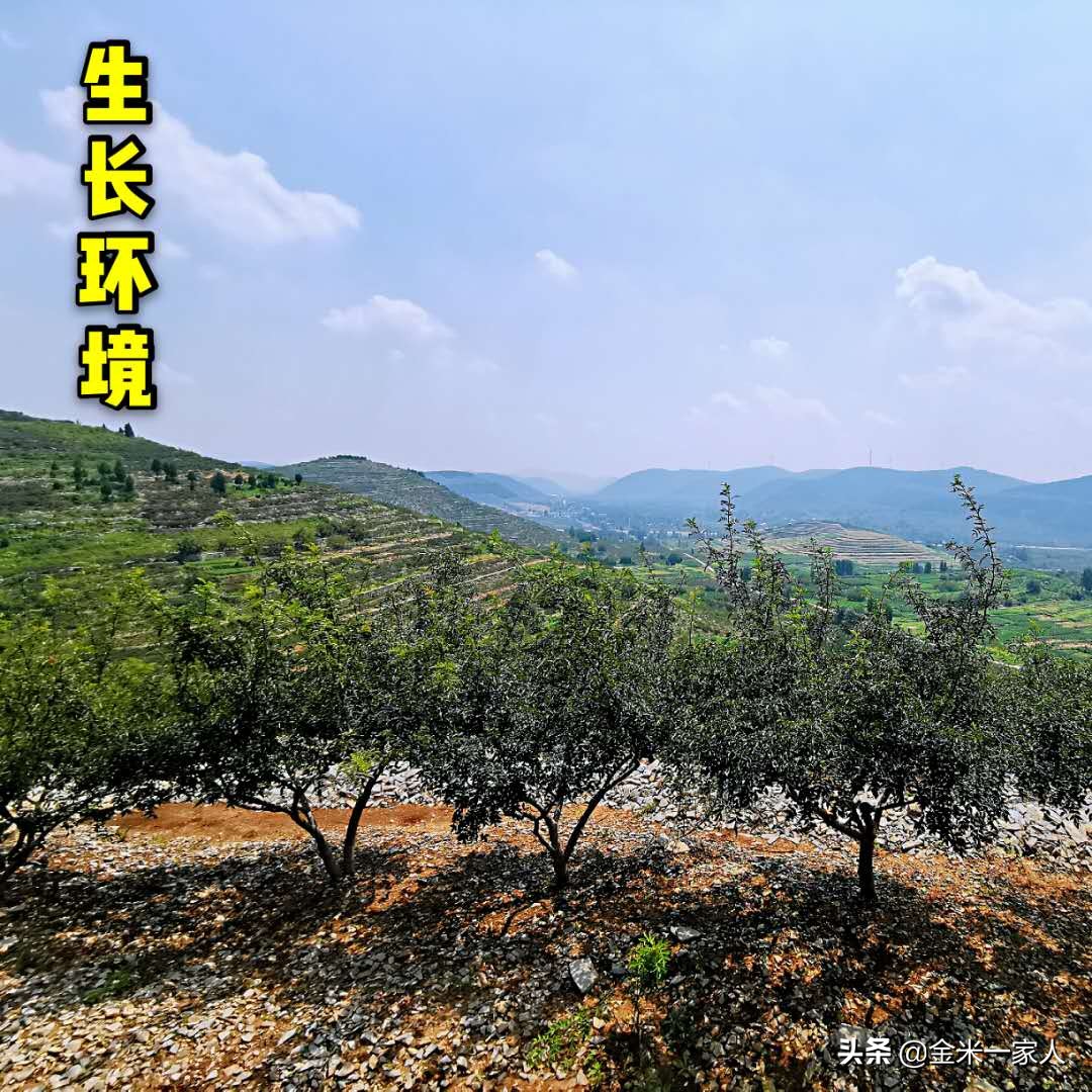 花椒好吃但是摘花椒也辛苦,教给大家采摘花椒的小技巧