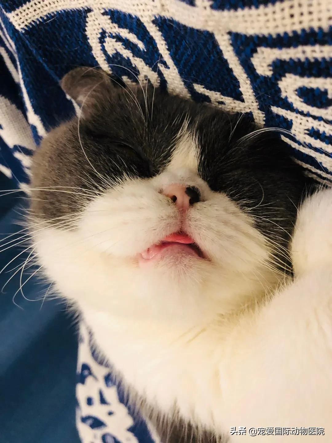 难以言说的疼完整版,猫咪肾结石的症状都有什么