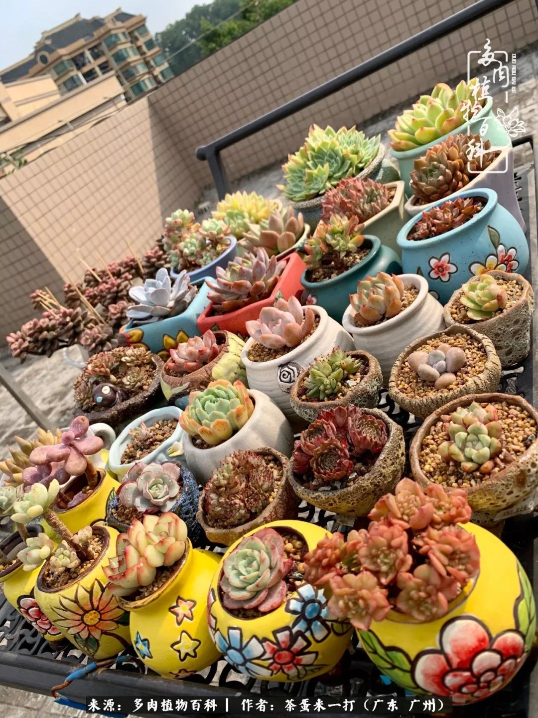 在冬日阳光下，记一个多肉小白的养肉历程