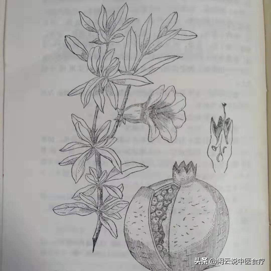 孕妇吃石榴的功效与作用禁忌,石榴的营养价值与功效及食用禁忌