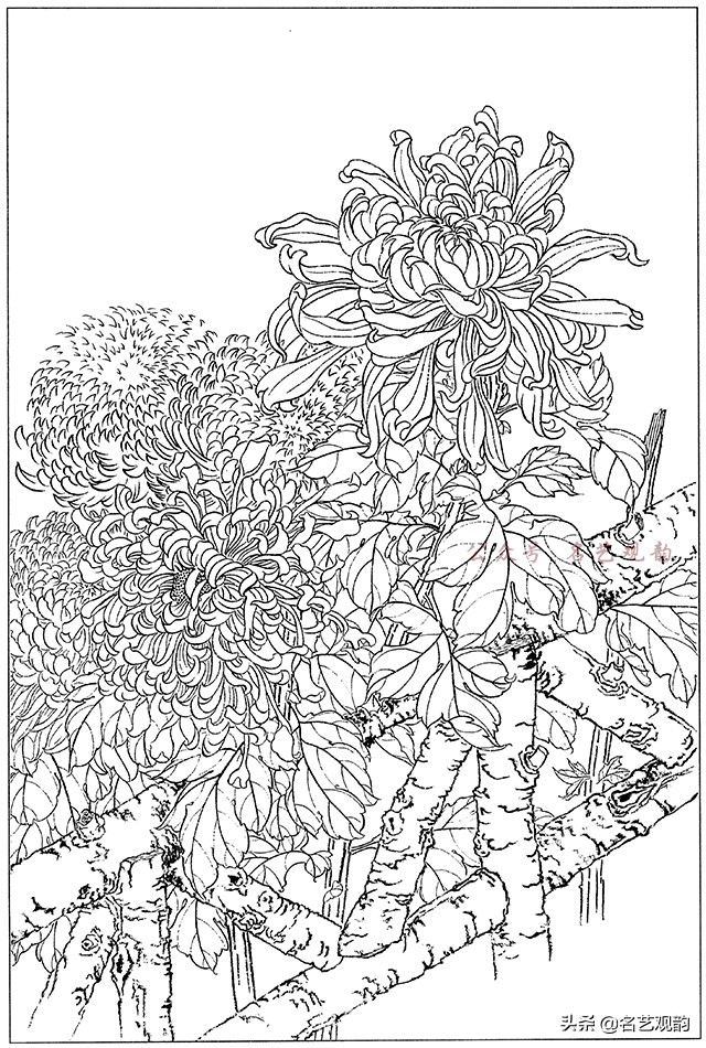 工笔画白描花卉图片大全,工笔画线描花卉菊花