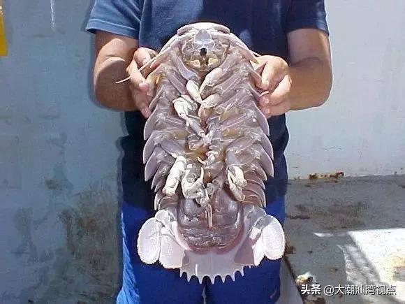 作为潮汕人，这89种海鲜你都能对上号吗