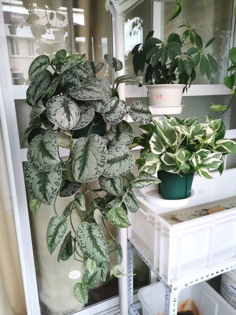 散发清香的易养花卉植物,观叶植物盆栽大全图