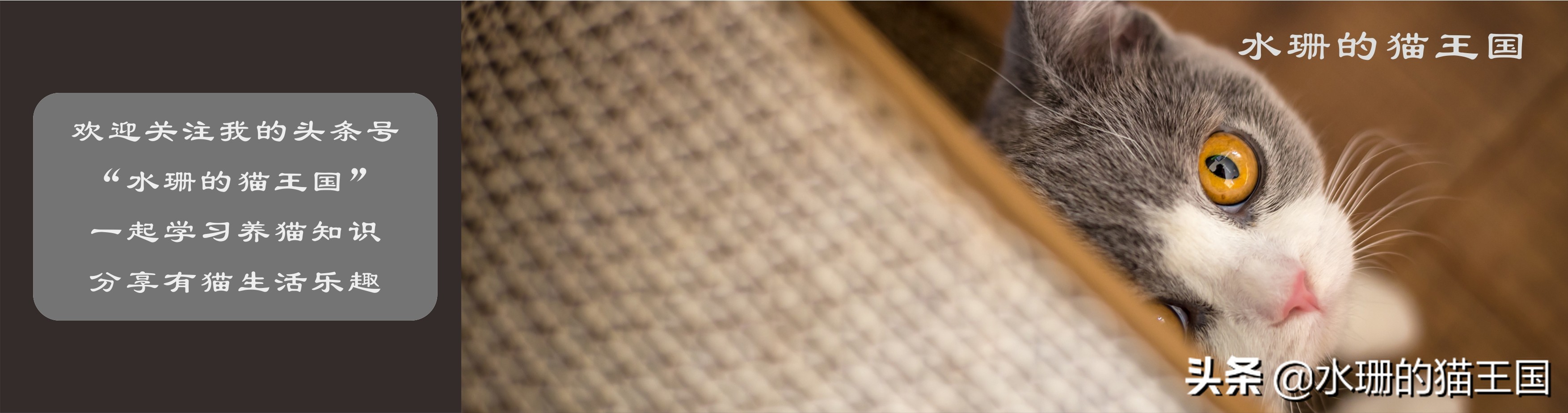 如果你在野外遇到野猫该怎么办,假如在野外遇见猫该怎么办