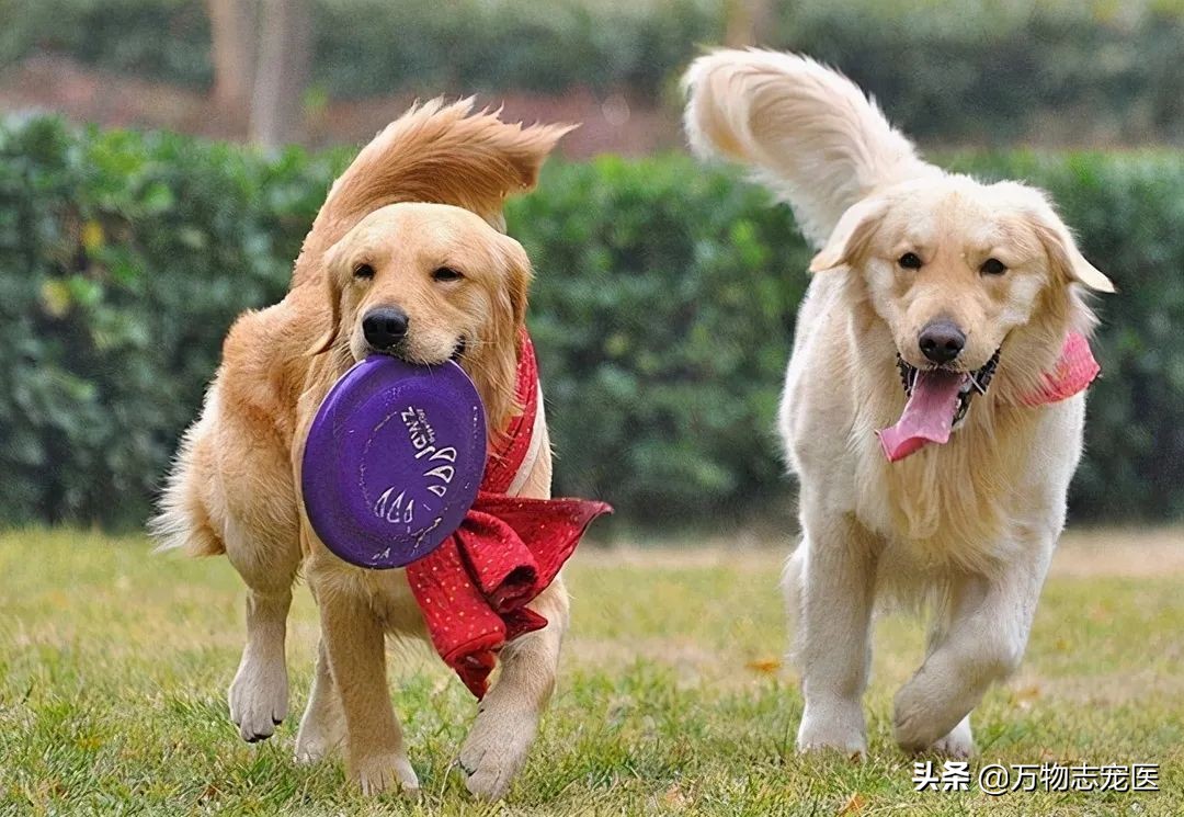 狗狗感冒不可轻视，预防诊治两手抓，铲屎官们注意啦