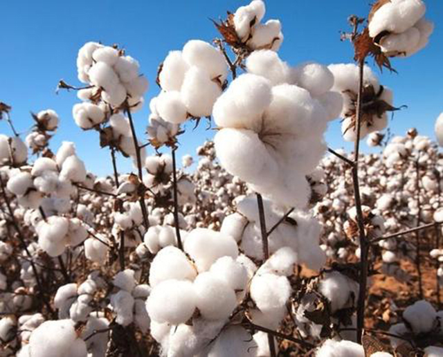 开辟新大道：棉花这一西域“洋货是如何输入到中原的？