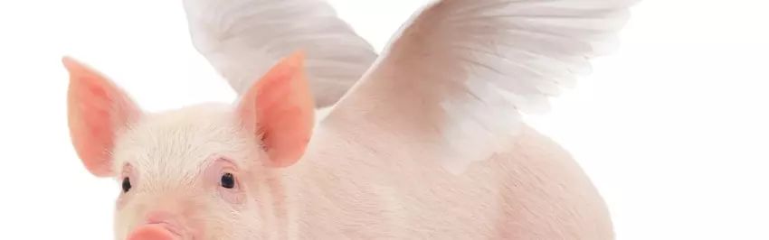 ps小猪怎么做,ps怎么合成驴子