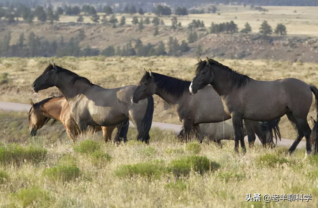 果真这么豪横？我国卖万元一匹，澳大利亚猎杀1万匹野马还嫌不够