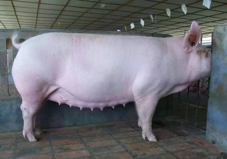 母猪配种20天排白东西咋回事？母猪配种后还流白色粘稠物正常吗？