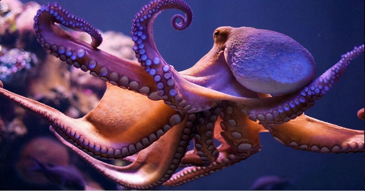 科学家推测章鱼是外星物种,誉为地球上最像外星人的生物章鱼