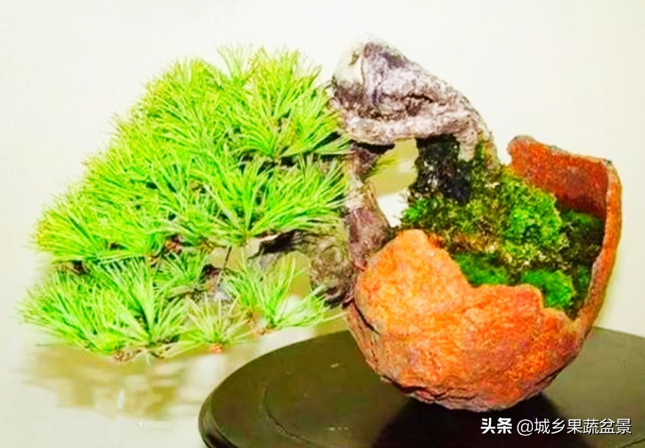 小黑松盆景的造型,黑松盆景各种造型名称及图片