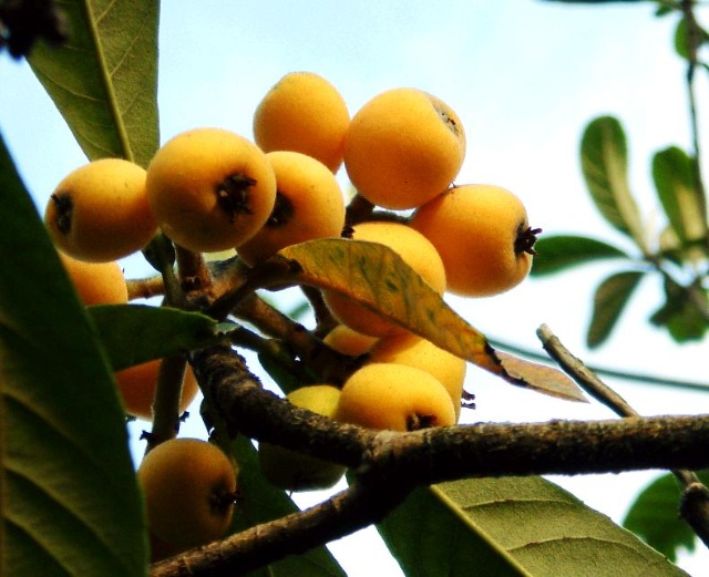 吃什么水果化痰止咳效果最好,常吃这8种食物少生病更长寿