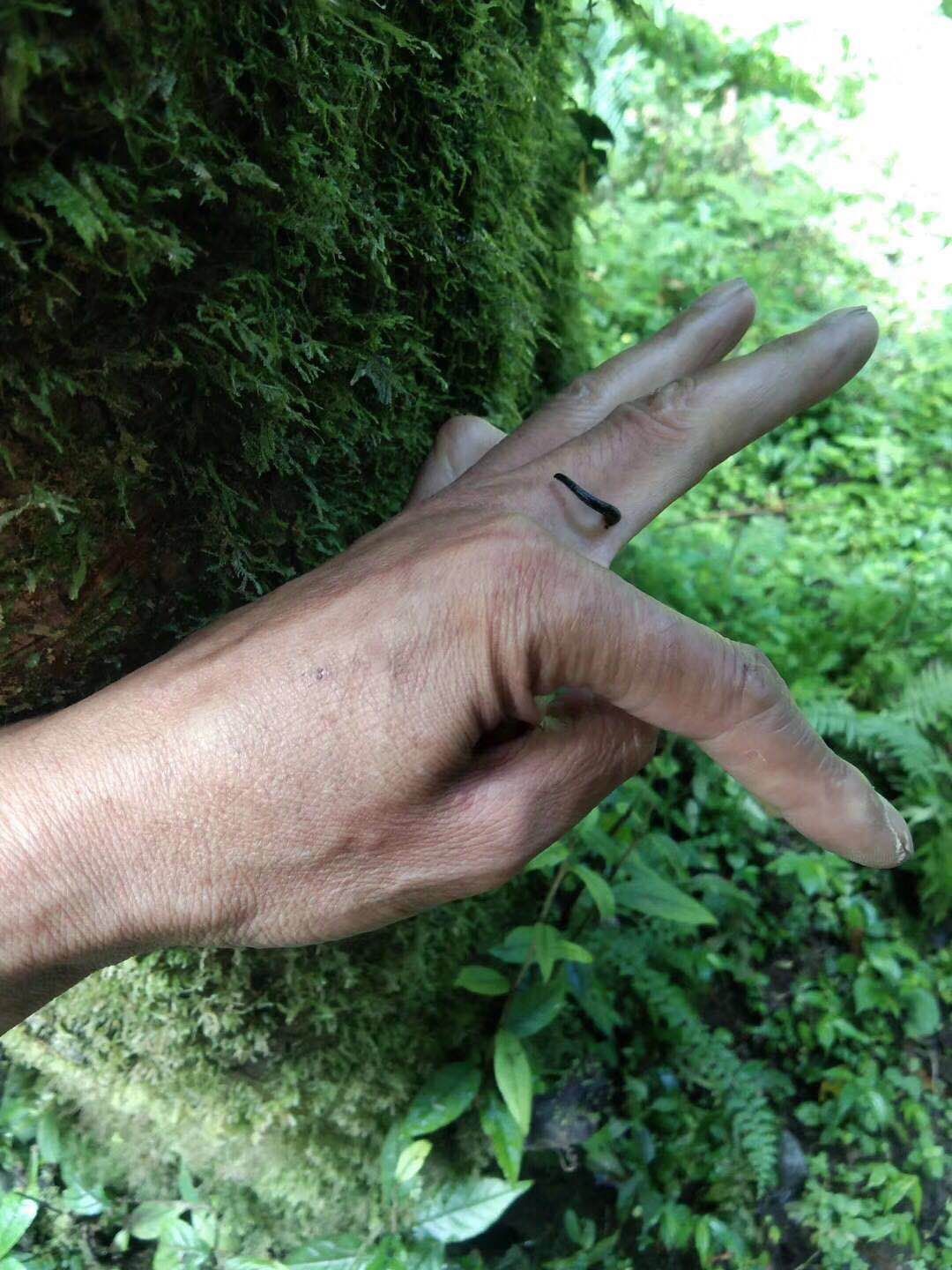 民警巡逻后身上清除蚂蟥,西藏民警巡逻被35只蚂蝗咬伤