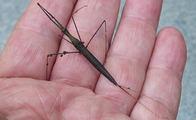 瓢虫害虫和益虫的区别图,益虫害虫有哪些视频