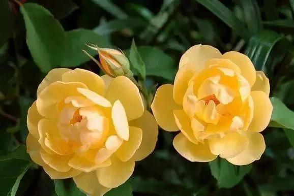 每天学习一点点花卉,100种常见玫瑰品种