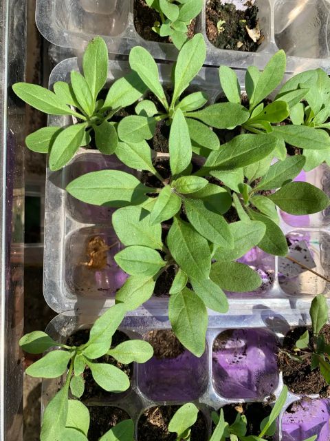 养牵牛花需要什么土,养牵牛花