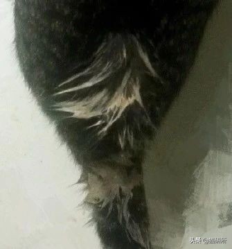 猫咪沾油怎么洗,猫咪沾满衣服怎么洗