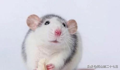 12种最适合懒人养的宠物便宜,什么宠物好养又干净又便宜又聪明