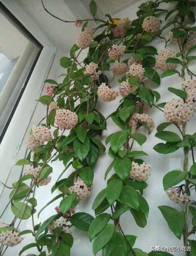 适合阳台种植的爬藤植物都有哪些,家庭阳台种什么爬藤植物比较好