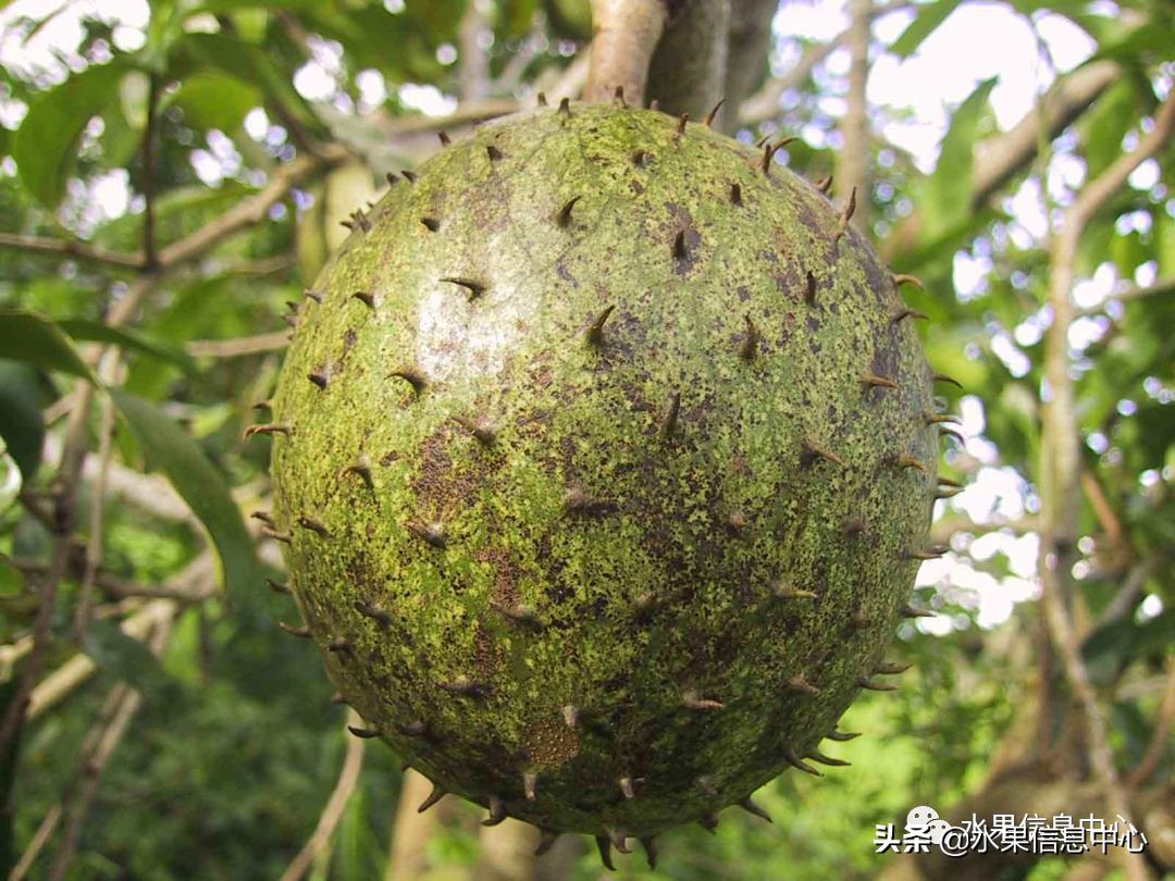 目前释迦最好的品种,粉色释迦