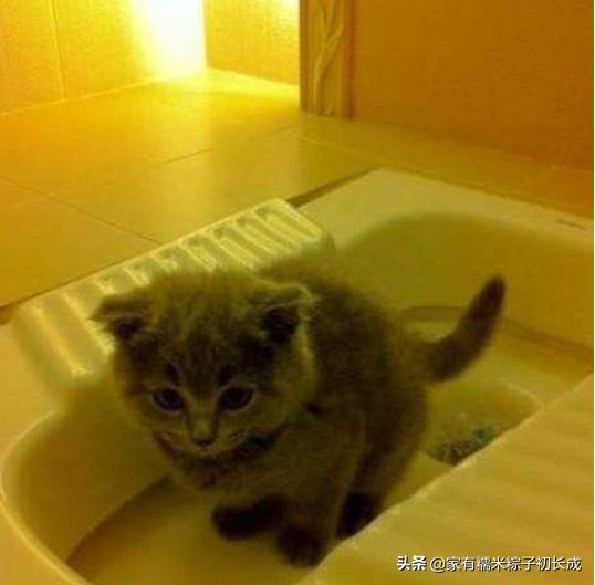 被猫围观的猫咪,被猫咪围观