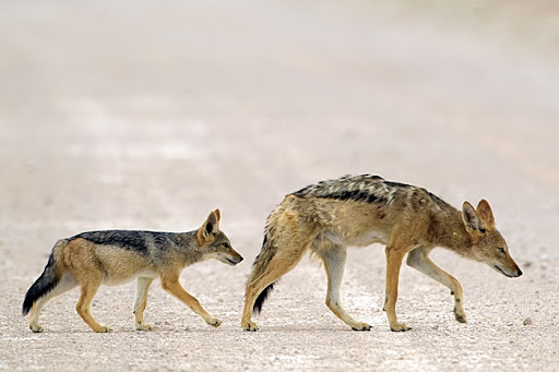 黑背豺,黑背豺哺育幼崽