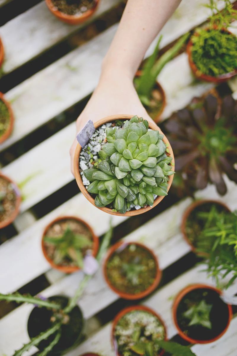 养花常用技巧和方法有哪些,怎么样才能掌握养花的技巧