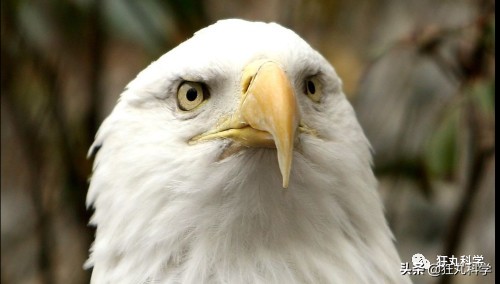 鸡头放摄像头视频,鸡头上装摄像机