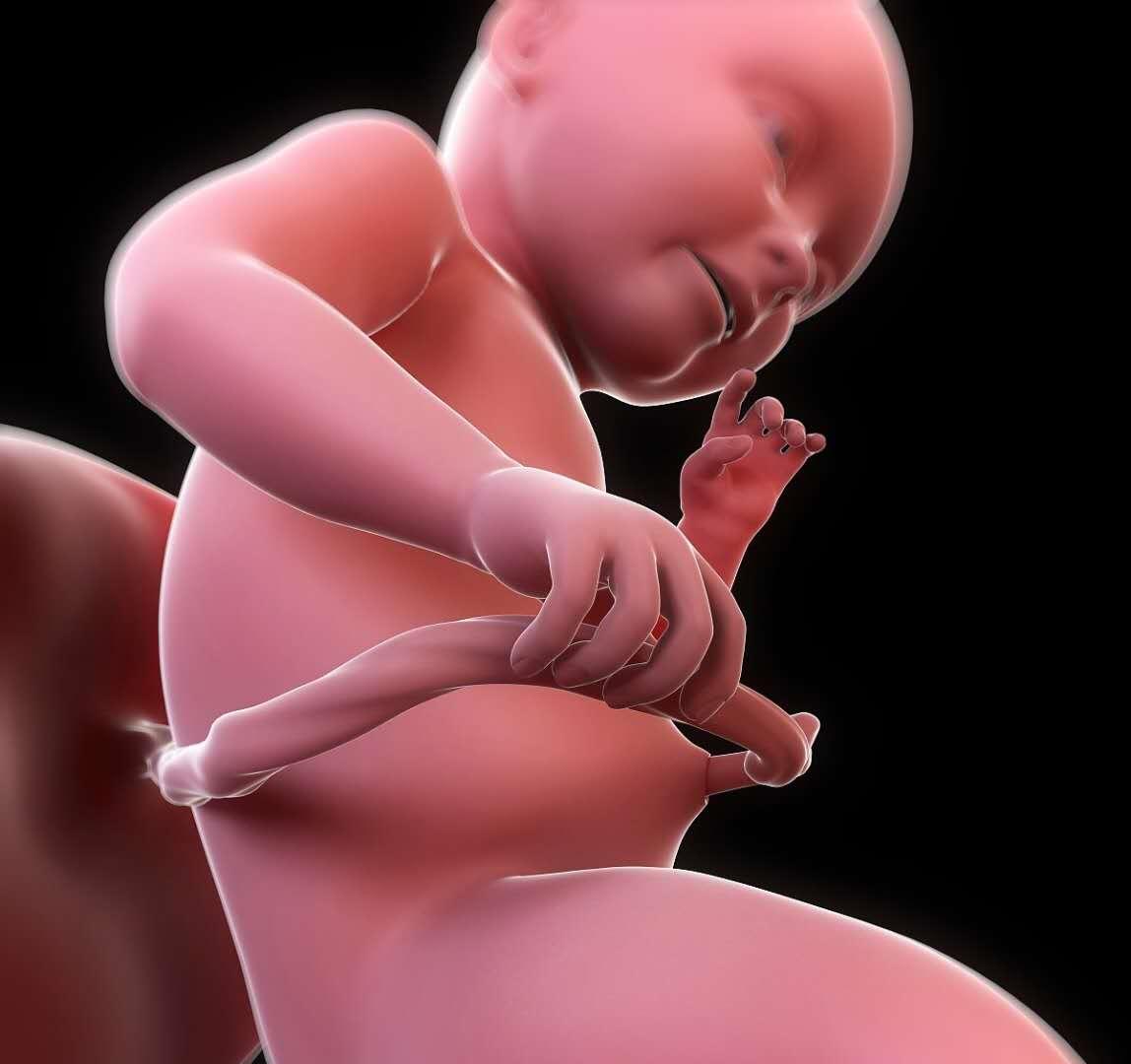 产科医生讲述胎儿发育过程,孕妇胎儿发育过程视频