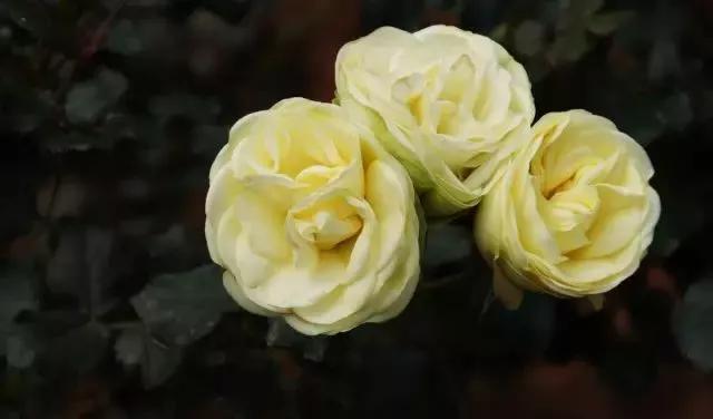 每天学习一点点花卉,100种常见玫瑰品种