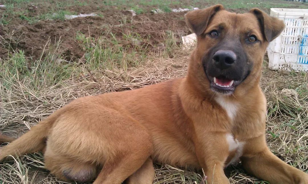 狗贩子收老狗怎么处理,九年高龄的老狗会被狗贩子卖到哪