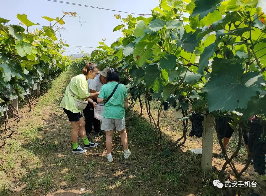摘葡萄游乐园,摘葡萄还可以免费玩的地方