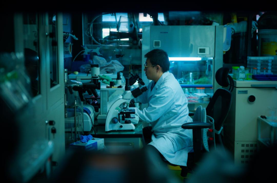 制药救子成功了吗,制药救子