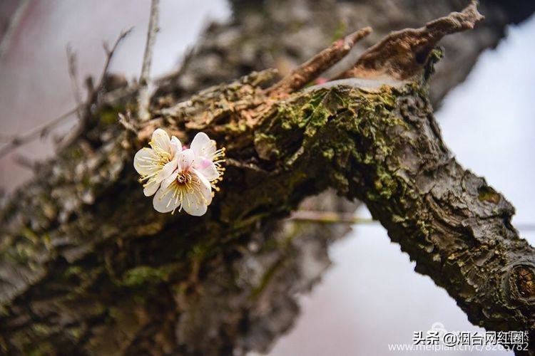 南京梅花山梅花开了吗,来南京梅花山赏梅花