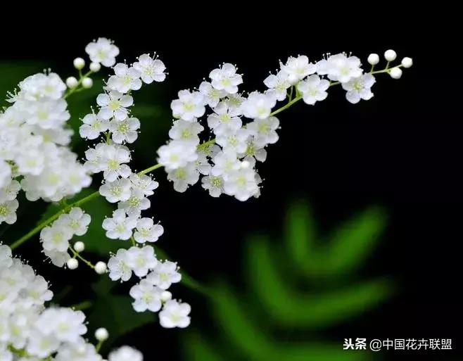 100种鲜花的花语樱花,100种不同花的花语