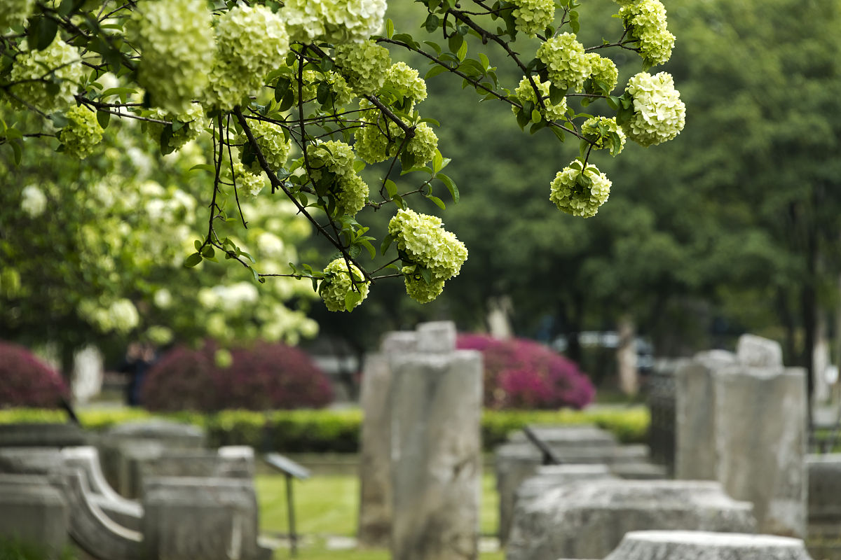 网购收到的绣球应该怎么养护,网购绣球几天可以调色