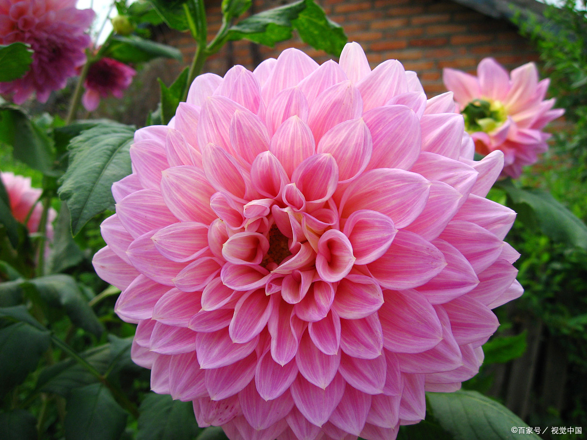 大丽花花苞期可以往叶面浇水吗,盆栽大丽花冬季怎么养护和浇水