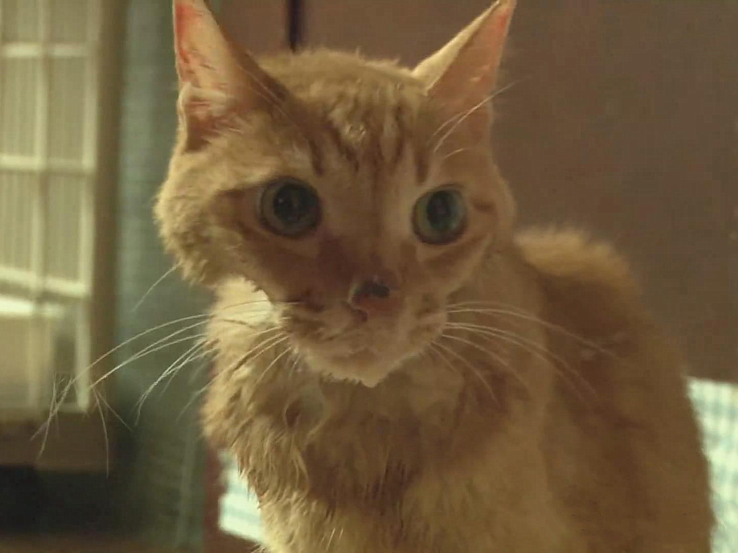 胖橘离奇暴瘦15斤，了解后才知，原是陪伴猫咪长大的柴犬过世了