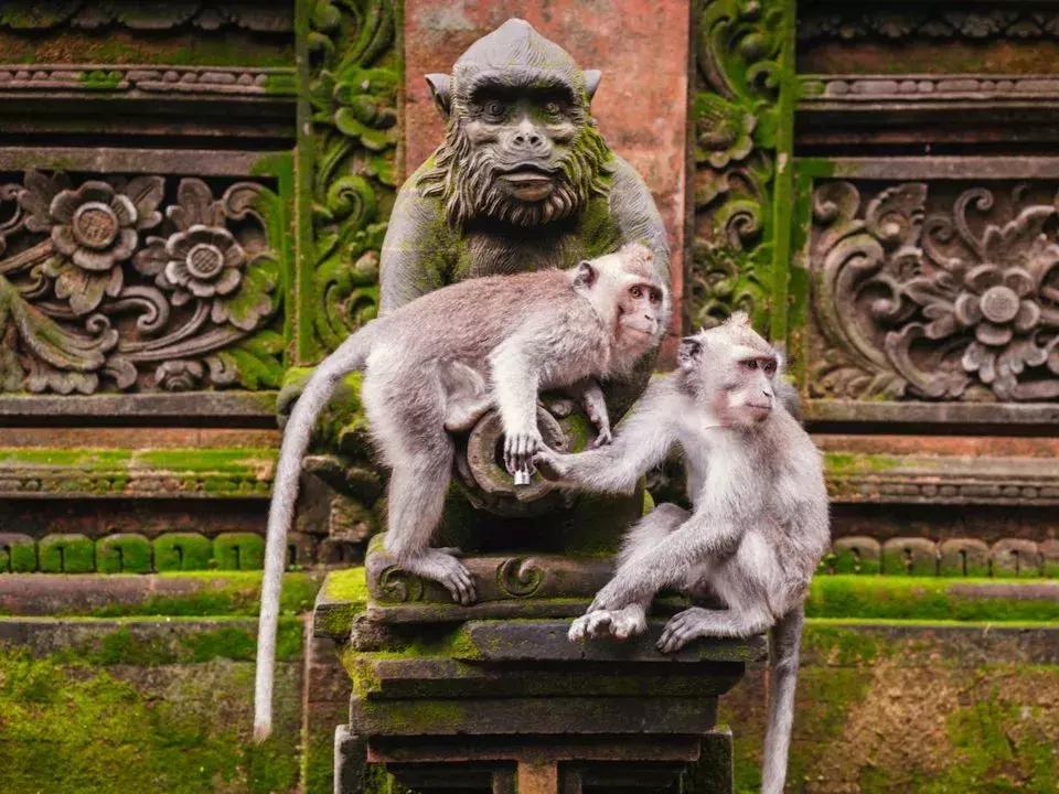 每天二十五美元如何玩转巴厘岛？他做到了