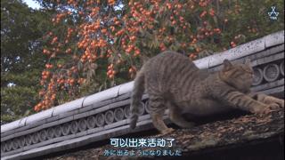 大家都在争抢猫爪杯？吸猫的最高境界，带着摄影机“猫步走天下”