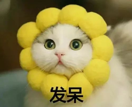 5招让猫咪爱上你内附教程,三招让猫咪爱上喝水