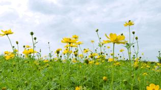双流哪里可以赏花看飞机,双流附近赏花攻略路线