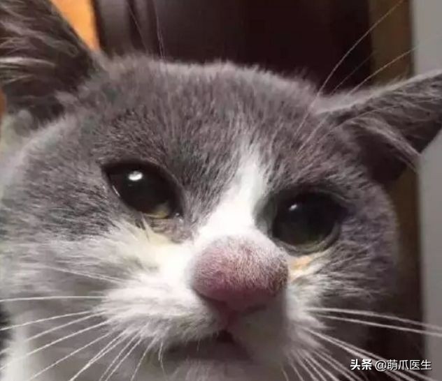 猫被蜜蜂蜇了涂什么好,猫咪被蜜蜂蜇了怎么办