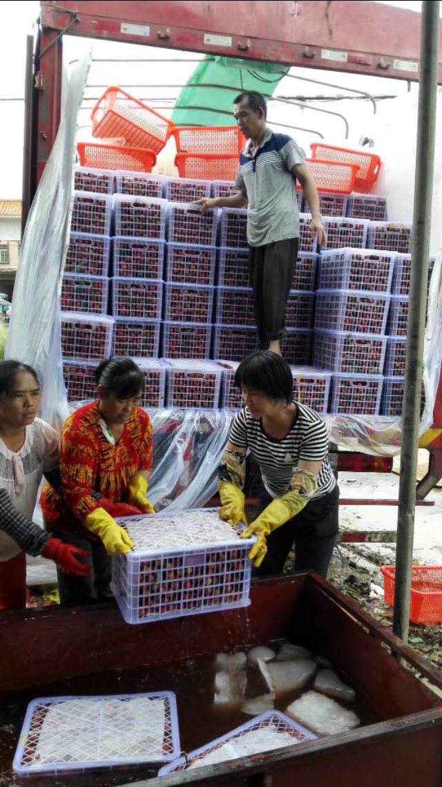 高州市根子镇荔枝博物馆,高州根子荔枝最出名的地方