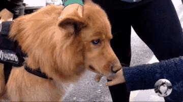 「今日萌图」一旦猫咪能自己打开鱼罐头，人类也就完蛋了